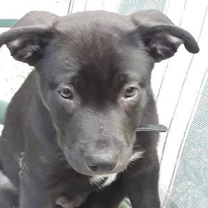 Meet your Posher, Chuck